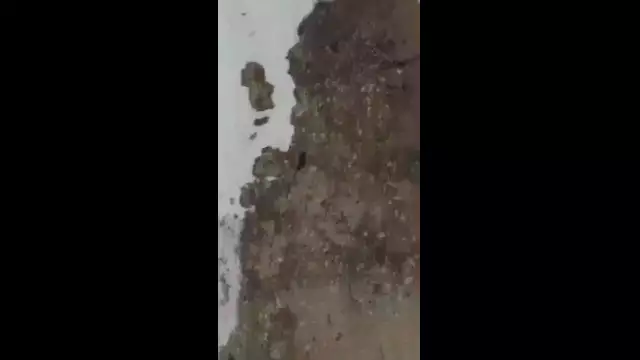 Baby Bear to make Climb - Motivation